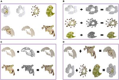 Study on Pear Flowers Detection Performance of YOLO-PEFL Model Trained With Synthetic Target Images